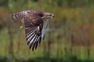 Hawk Mountain Sanctuary Broad Winged Hawk