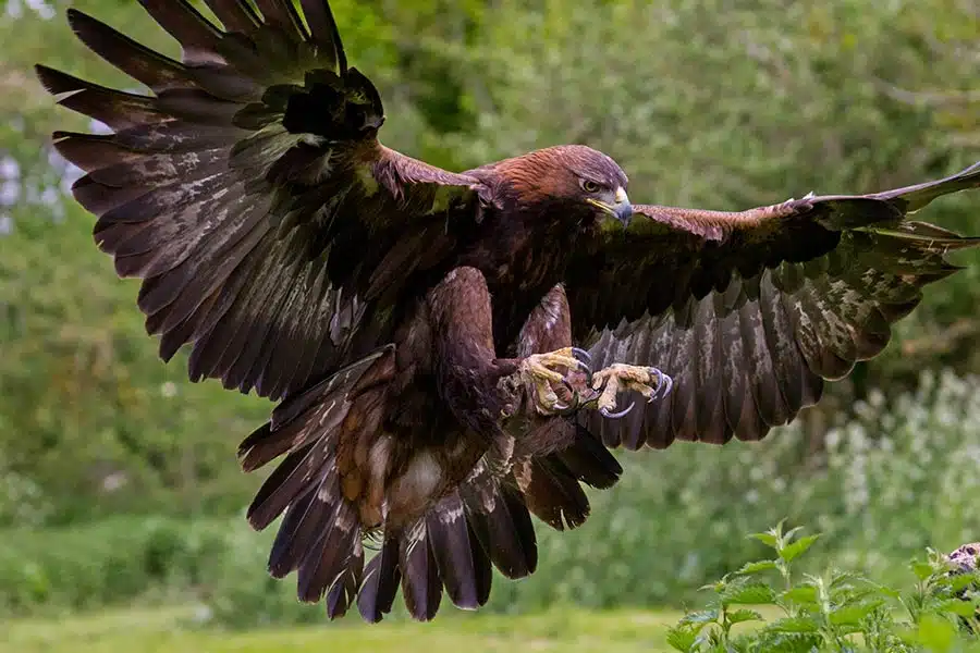 Hooded Vultures  Hawk Mountain Sanctuary: Learn Visit Join