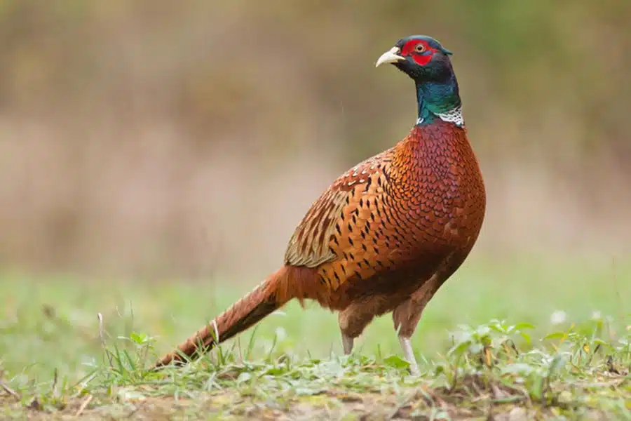 Pheasant Valley Farm