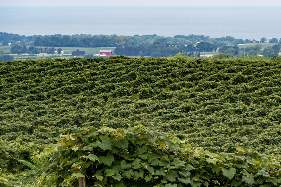 Travel the Berks County Wine Trail 2 a rolling vineyard of Berks County