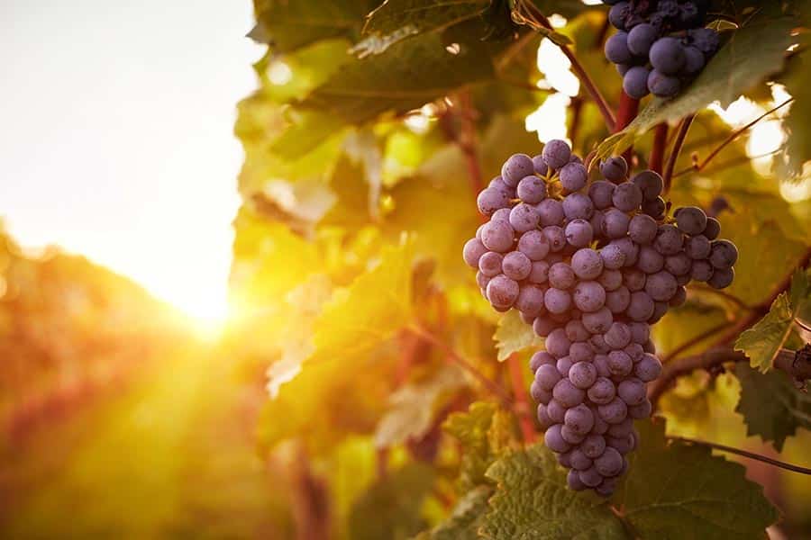 Travel the Berks County Wine Trail 3 grapes on the vine