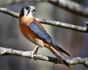 Discover Hawk Mountain Sanctuary 4 Hawk Mountain Sanctuary American Kestral