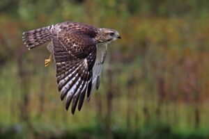 Discover Hawk Mountain Sanctuary 3 Hawk Mountain Sanctuary Broad Winged Hawk