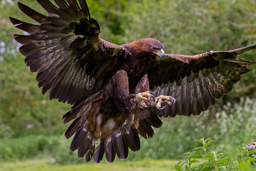 Discover Hawk Mountain Sanctuary 1 Hawk Mountain Sanctuary Golden Eagle