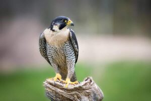 Discover Hawk Mountain Sanctuary 6 Hawk Mountain Sanctuary Peregrine Falcon