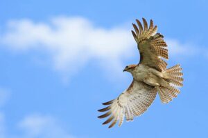 Discover Hawk Mountain Sanctuary 7 Hawk Mountain Sanctuary Red-Tailed Hawk