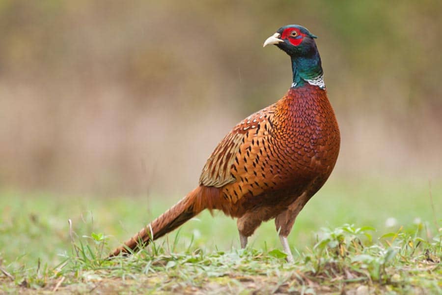 Hunting Season Begins at Pheasant Valley Farm 1 Pheasant Valley Farm