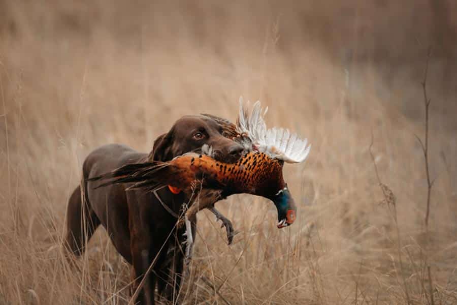 Hunting Season Begins at Pheasant Valley Farm 3 bird dog with pheasant
