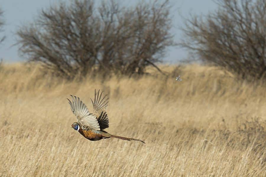 Hunting Season Begins at Pheasant Valley Farm 2 pheasant in flight